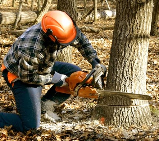 Tree Removal in Gays, IL